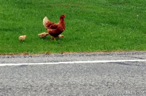 Descubre el Misterio del Camino de la Gallina en la Mejora de la Experiencia en in Spain
